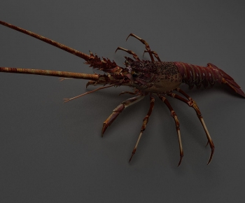 Modern Aquatic Animals-ID:741755017