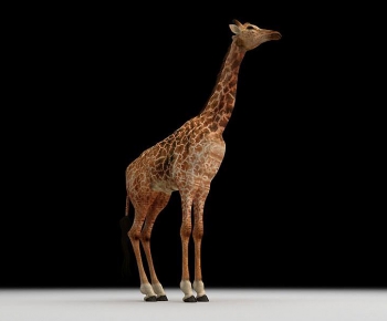 Modern Mammal-ID:194793946