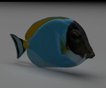 Modern Aquatic Animals-ID:729034902