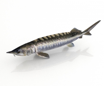 Modern Aquatic Animals-ID:540273906