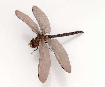 Modern Flying Animals-ID:805634984