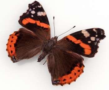 Modern Flying Animals-ID:583882094