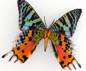 Modern Flying Animals-ID:487277988