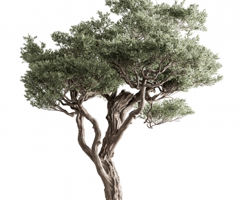 Modern Tree-ID:318566083