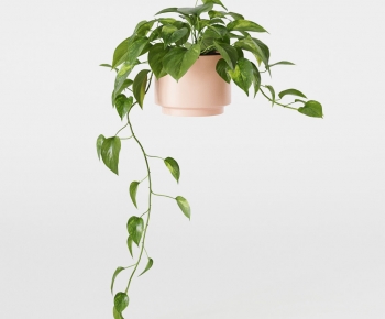 Modern Chlorophytum Comosum-ID:233302124