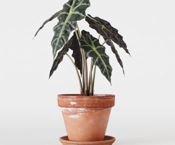 Modern Ground Green Plant Potted Plants-ID:376620364