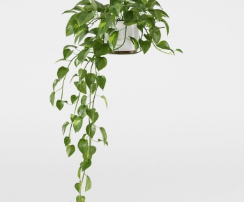 Modern Chlorophytum Comosum-ID:527714018