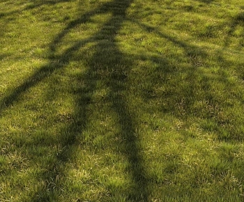 Modern The Grass-ID:250175952