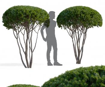 Modern Tree-ID:813904055