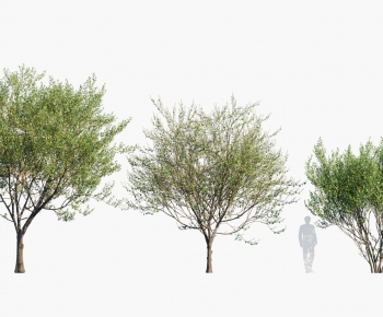 Modern Tree-ID:242567068