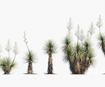 Modern Plant-ID:423369886