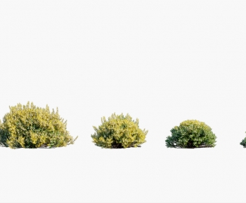 Modern Shrubbery-ID:554505113