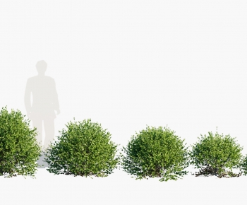 Modern Shrubbery-ID:882651094