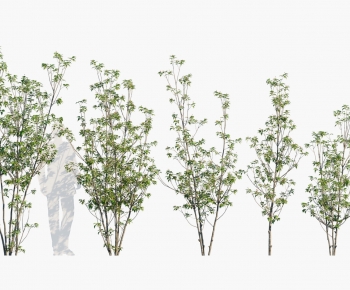 Modern Tree-ID:337337971