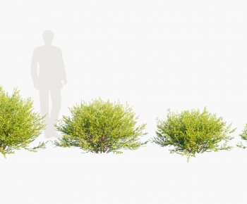 Modern Shrubbery-ID:474884994