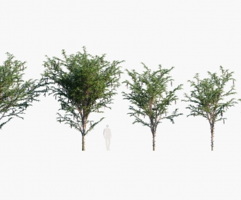 Modern Tree-ID:373863946