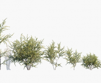 Modern Tree-ID:405858041