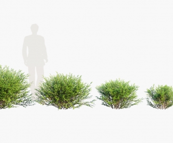 Modern Shrubbery-ID:255812885