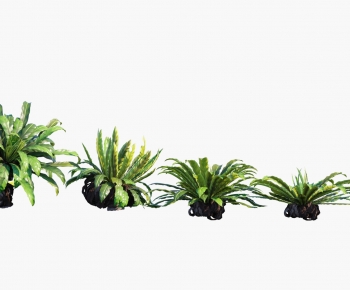 Modern Plant-ID:798568967