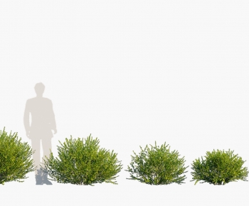 Modern Shrubbery-ID:239367966