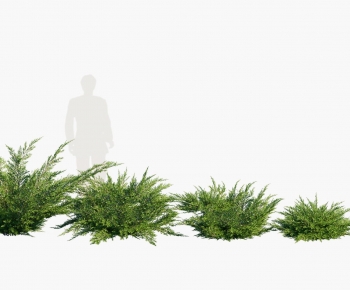 Modern Shrubbery-ID:793195013