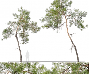 Modern Tree-ID:985096932