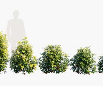 Modern Shrubbery-ID:677566058