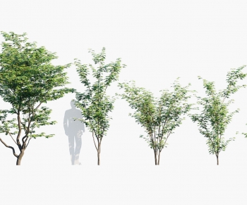 Modern Tree-ID:485812907