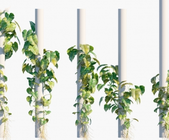 Modern Vine-ID:610605961