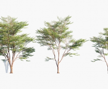 Modern Tree-ID:404751061