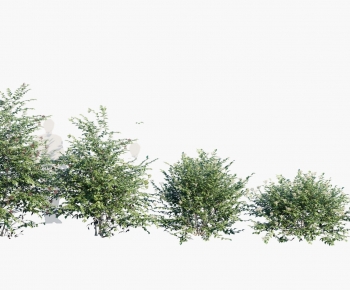 Modern Shrubbery-ID:900161987