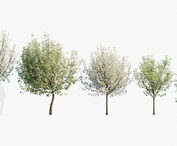 Modern Tree-ID:649329907