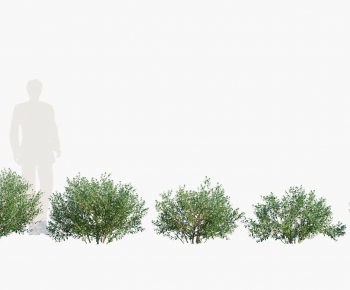 Modern Shrubbery-ID:393285994