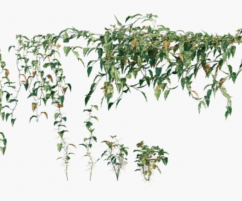 Modern Vine-ID:686898953