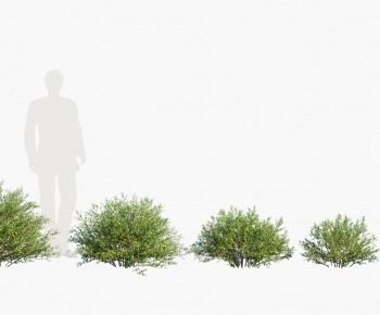 Modern Shrubbery-ID:541876086