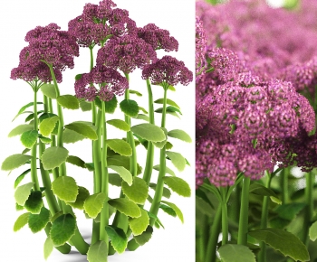 Modern Flowers And Grass-ID:949270969