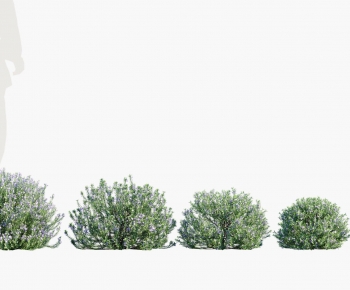 Modern Shrubbery-ID:857089043