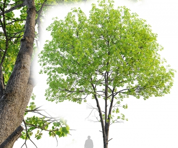 Modern Tree-ID:796710013