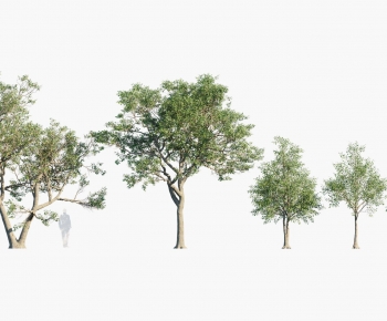 Modern Tree-ID:503405092