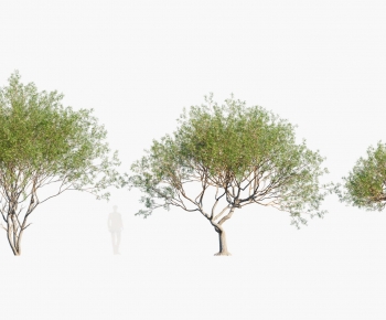 Modern Tree-ID:609479902