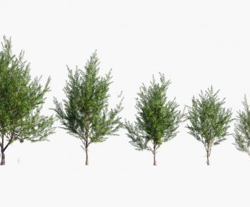 Modern Tree-ID:261859895