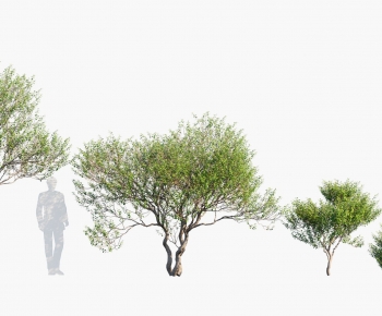 Modern Tree-ID:407486922