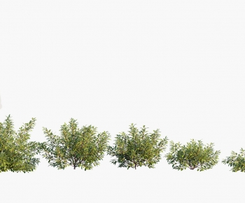 Modern Shrubbery-ID:819649933