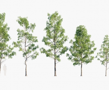 现代温带植物树木组合-ID:816606045
