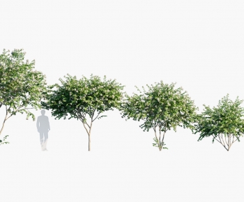 Modern Tree-ID:941340935