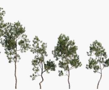 Modern Tree-ID:185260897