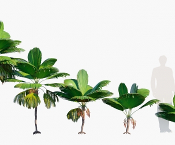 Modern Tree-ID:385555033