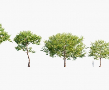 Modern Tree-ID:392744069