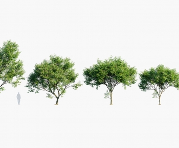 Modern Tree-ID:813584095