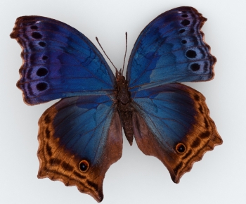 Modern Flying Animals-ID:770356898